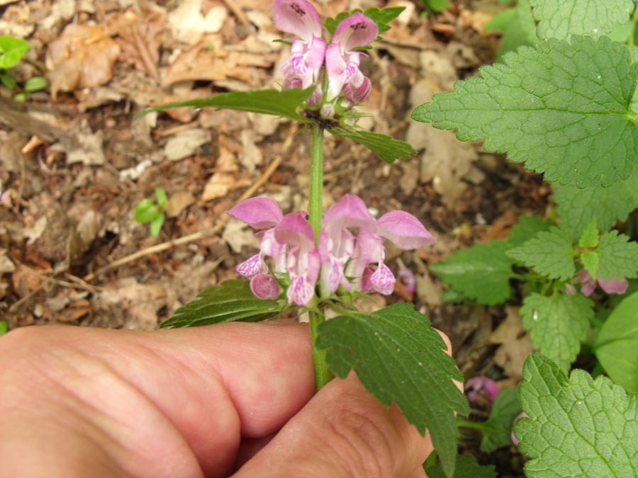 Lamiaceae da ID